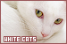  Cats: White